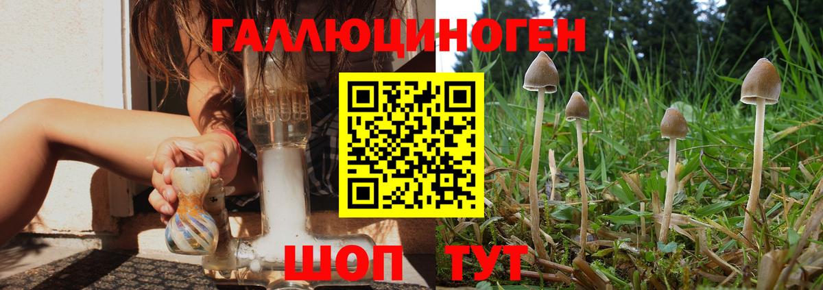 Псилоцибиновые грибы Psilocybine cubensis Советская Гавань